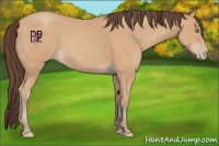 Horse Color:Amber Champagne 