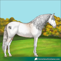 Horse Color:Gray Amber Champagne Pearl Sabino Splash 