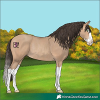 Horse Color:Amber Champagne Splash Rabicano