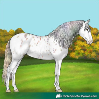 Horse Color:Nacre Buckskin Dun Splash Near Leopard 