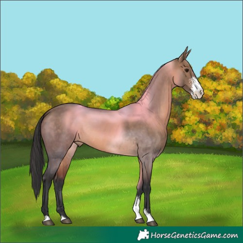 Horse Color:Brown Dun Sabino Rabicano 