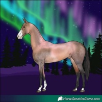 Horse Color:Brown Dun Sabino Rabicano 