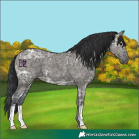 Horse Color:Grullo Ice 