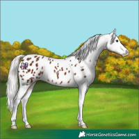 Horse Color:Silver Bay Appaloosa 