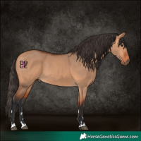 Horse Color:Bay Dun
