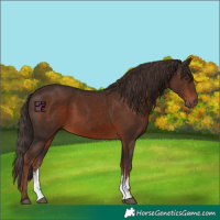 Horse Color:Liver Chestnut Sabino