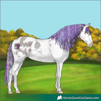 Horse Color:Platinum Painted Sable Champagne Dun Appaloosa 