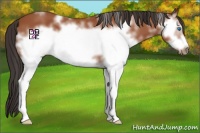 Horse Color:White Spotted Bay Frame