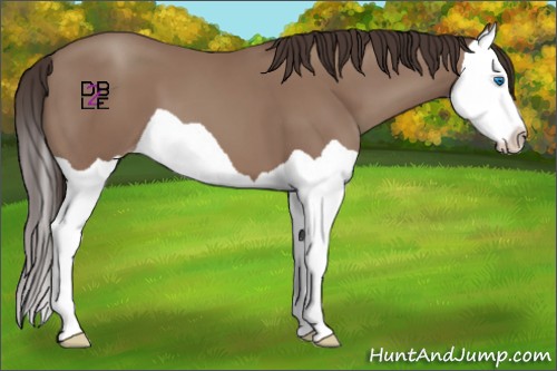 Horse Color:Classic Champagne Splash 