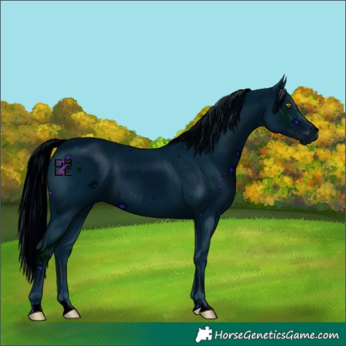 Horse Color:ERROR: UNKNOWN ANOMALY