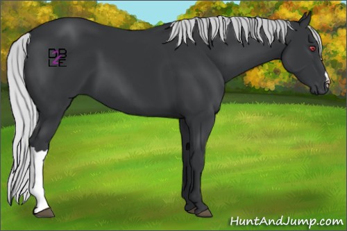 Horse Color:Silver Black Chinchilla 