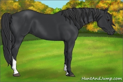 Horse Color:Black Tobiano