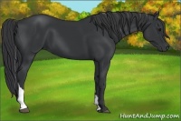Horse Color:Black Tobiano 