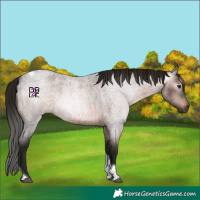 Horse Color:Gray Bay Roan Tobiano 