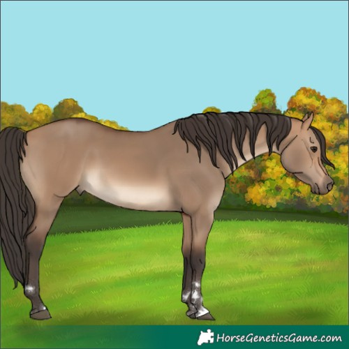 Horse Color:Bay Dun 