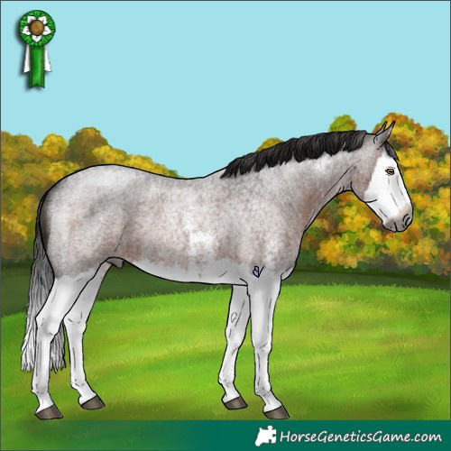 Horse Color:Gray Bay Roan Sabino Splash Rabicano 