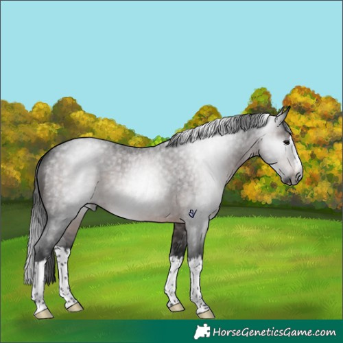 Horse Color:Gray Brown Roan Splash Rabicano 