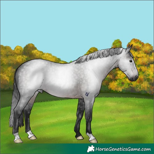 Horse Color:Gray Brown Roan Rabicano 