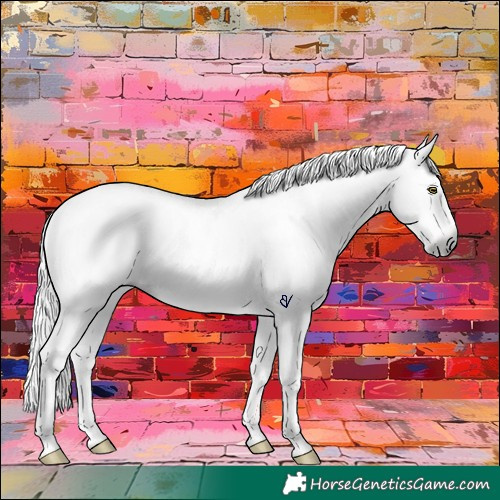 Horse Color:Gray Brown Roan Splash Rabicano