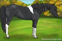 Horse Color:Black Tobiano 