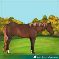 Horse Color:Liver Chestnut Rabicano 