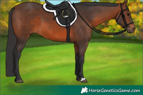 Horse Color:Brown 