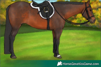 Horse Color:Brown 