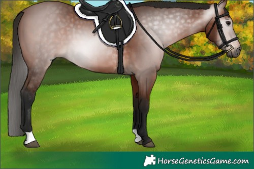 Horse Color:Gray Bay 