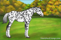 Horse Color:White Spotted Blue Roan Splash Frame Appaloosa 