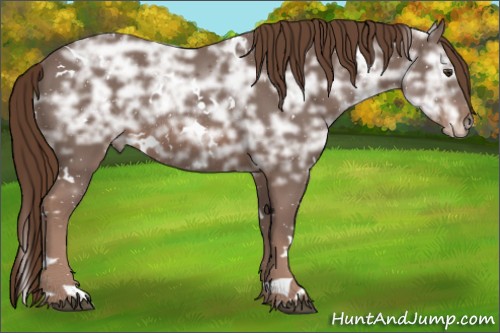 Horse Color:White Spotted Liver Chestnut Ice Rabicano 