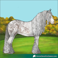Horse Color:White Spotted Liver Chestnut Mushroom Appaloosa