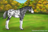 Horse Color:White Spotted Blue Roan Splash Frame Appaloosa 