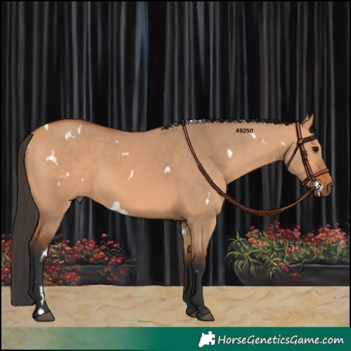 Horse Color:White Spotted Bay Dun 