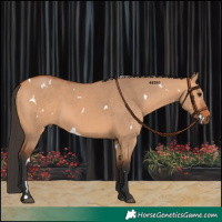 Horse Color:White Spotted Bay Dun 