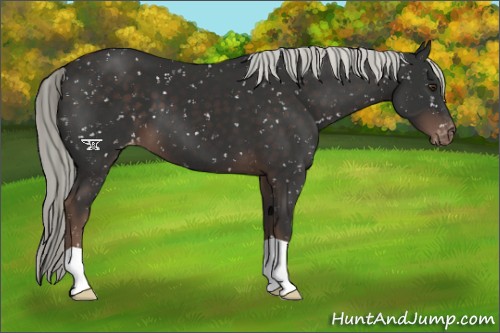Horse Color:Liver Chestnut Mushroom Appaloosa 