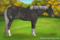 Horse Color:Liver Chestnut Mushroom Appaloosa 
