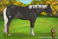 Horse Color:Liver Chestnut Mushroom 
