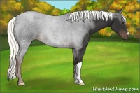 Horse Color:Liver Chestnut Mushroom
