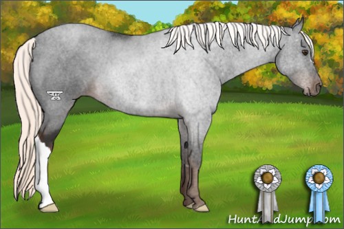 Horse Color:Liver Chestnut Mushroom 