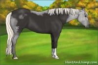 Horse Color:Liver Chestnut Mushroom 