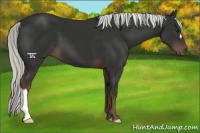 Horse Color:Liver Chestnut Mushroom 