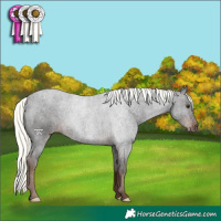 Horse Color:Liver Chestnut Mushroom 