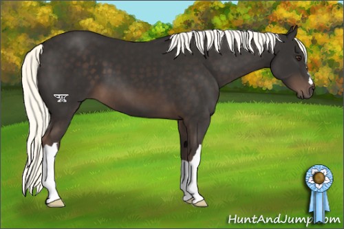 Horse Color:Liver Chestnut Mushroom 
