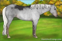 Horse Color:Liver Chestnut Mushroom 