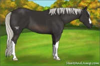 Horse Color:Liver Chestnut Mushroom 