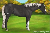 Horse Color:Liver Chestnut Mushroom 