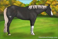 Horse Color:Liver Chestnut Mushroom 