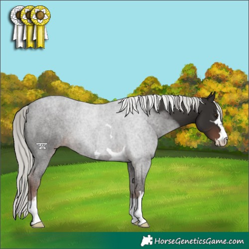 Horse Color:Liver Chestnut Mushroom 