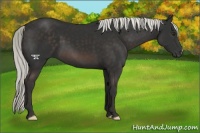 Horse Color:Liver Chestnut Mushroom 