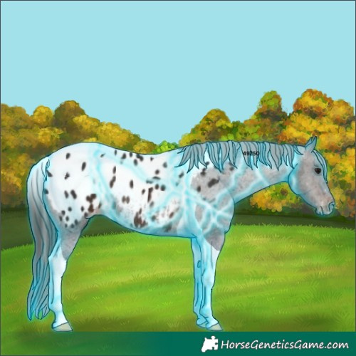 Horse Color:Thunderstruck Brown Tobiano Appaloosa Rabicano 